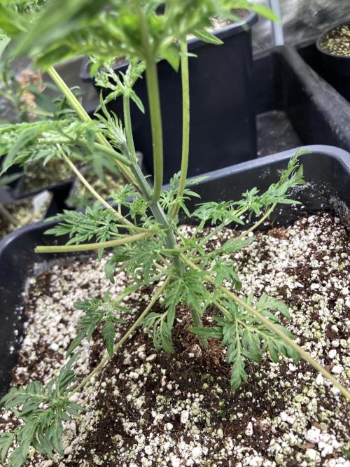 Frosty’s Purple Freak (Khalifa). Week 7