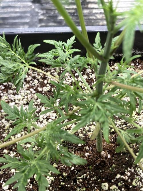 Frosty’s Purple Freak (Khalifa). Week 7