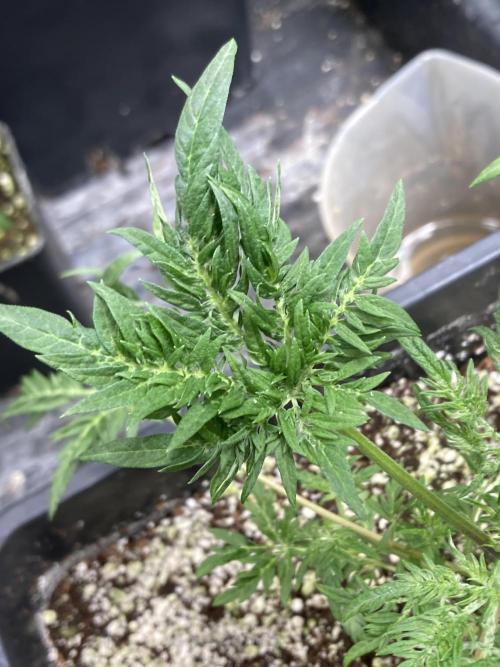 Frosty’s Purple Freak (Khalifa). Week 7
