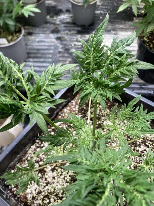 Frosty’s Purple Freak (Khalifa). Week 7