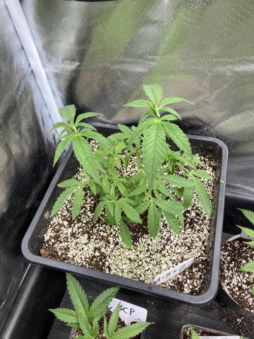 Apples & Bananas x Zoda (Umami Seed Co). Week 7