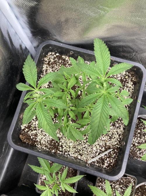 Apples & Bananas x Zoda (Umami Seed Co). Week 7