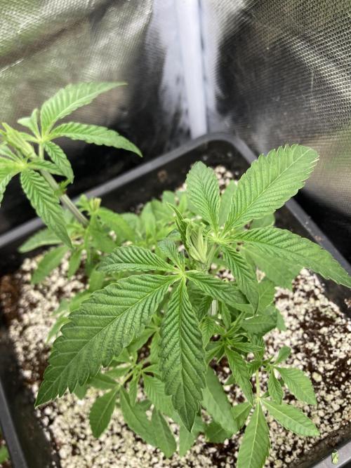 Apples & Bananas x Zoda (Umami Seed Co). Week 7