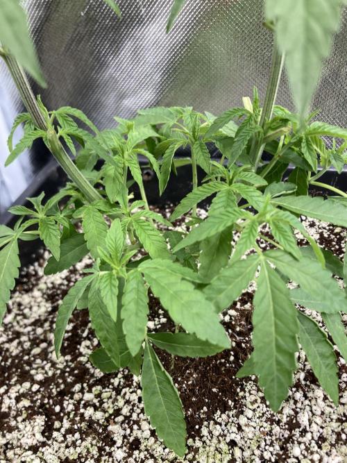 Apples & Bananas x Zoda (Umami Seed Co). Week 7