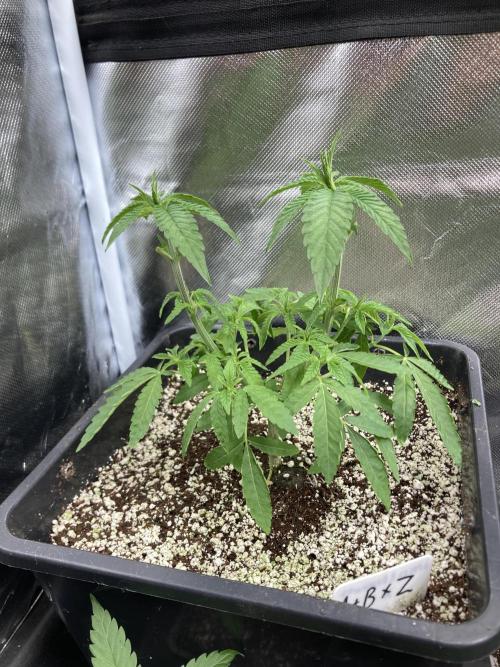 Apples & Bananas x Zoda (Umami Seed Co). Week 7
