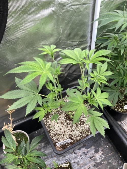 Pineapple Mojito S1. Week 7