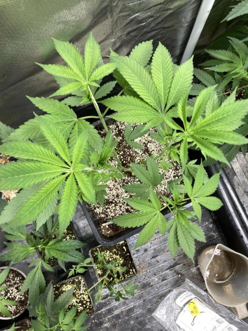 Pineapple Mojito S1. Week 7