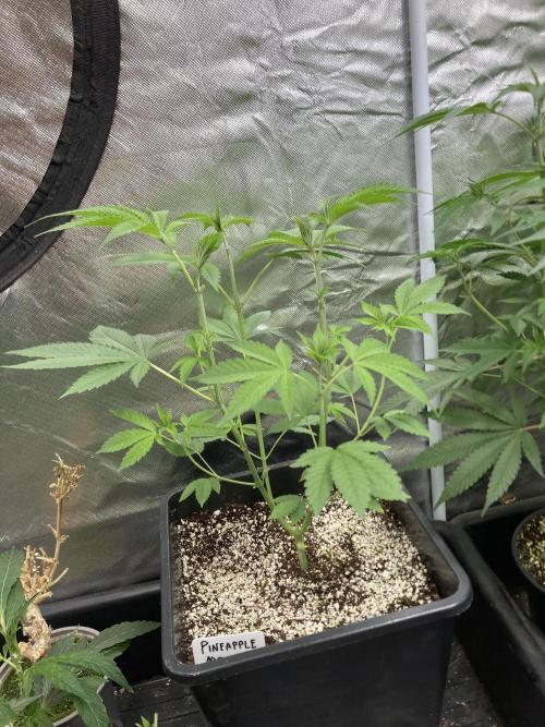 Pineapple Mojito S1. Week 7
