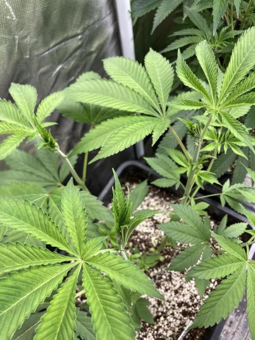 Pineapple Mojito S1. Week 7