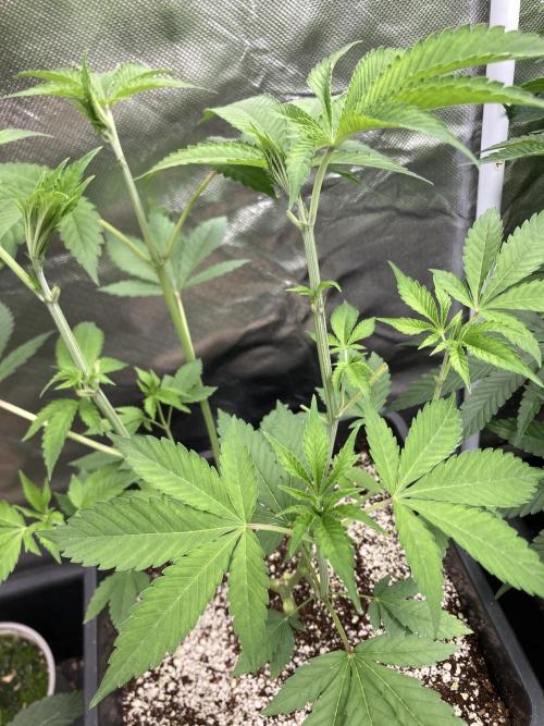 Pineapple Mojito S1. Week 7
