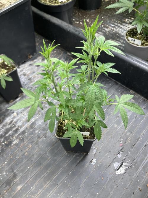 Black Rainbow (LIT Farms). Week 10