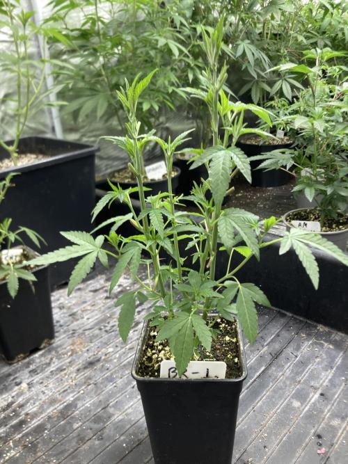 Black Rainbow (LIT Farms). Week 10