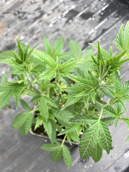 Black Rainbow (LIT Farms). Week 10