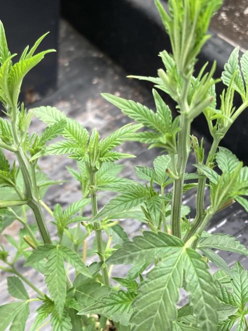 Black Rainbow (LIT Farms). Week 10