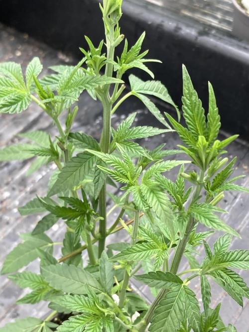 Black Rainbow (LIT Farms). Week 10