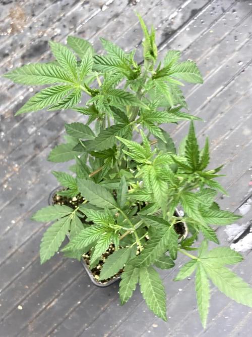 Black Rainbow (LIT Farms). Week 10