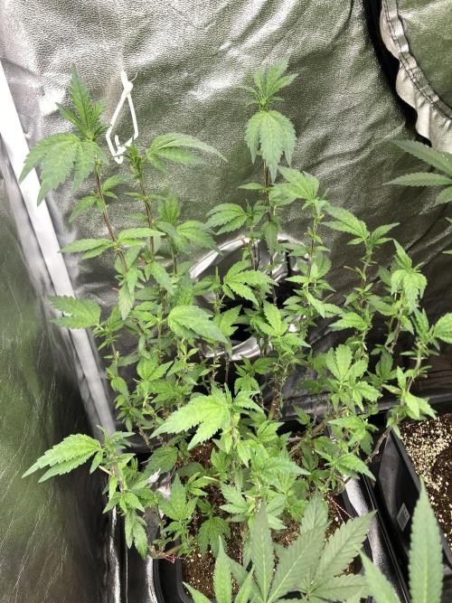 Chrome Dome Clone (Compound Genetics). Week 3