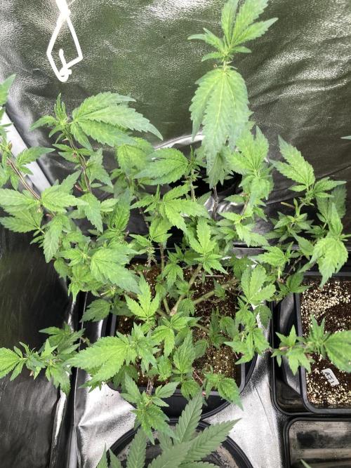 Chrome Dome Clone (Compound Genetics). Week 3