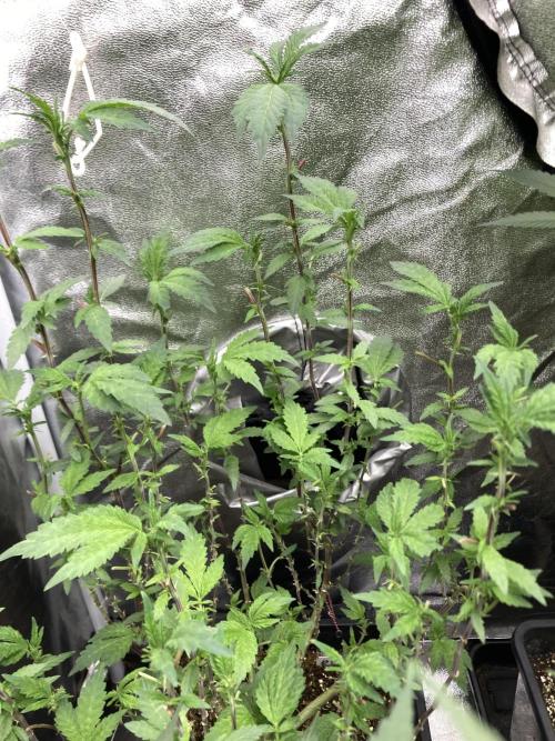 Chrome Dome Clone (Compound Genetics). Week 3