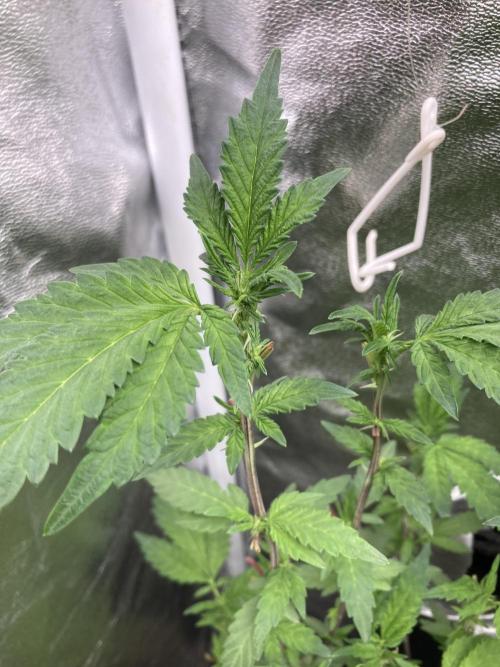 Chrome Dome Clone (Compound Genetics). Week 3