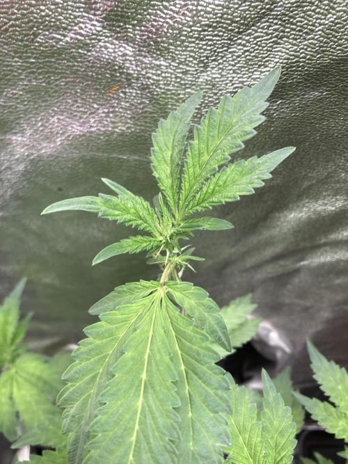 Chrome Dome Clone (Compound Genetics). Week 3