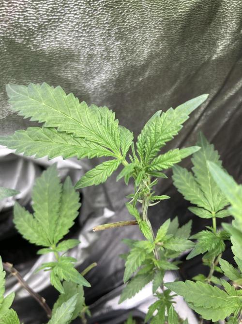 Chrome Dome Clone (Compound Genetics). Week 3