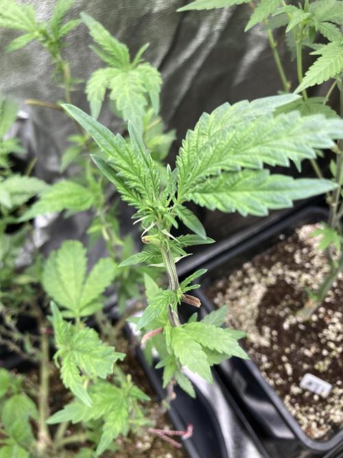 Chrome Dome Clone (Compound Genetics). Week 3