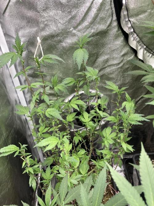 Chrome Dome Clone (Compound Genetics). Week 3