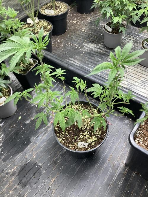 Do-lato V2 (In House Genetics). Week 11
