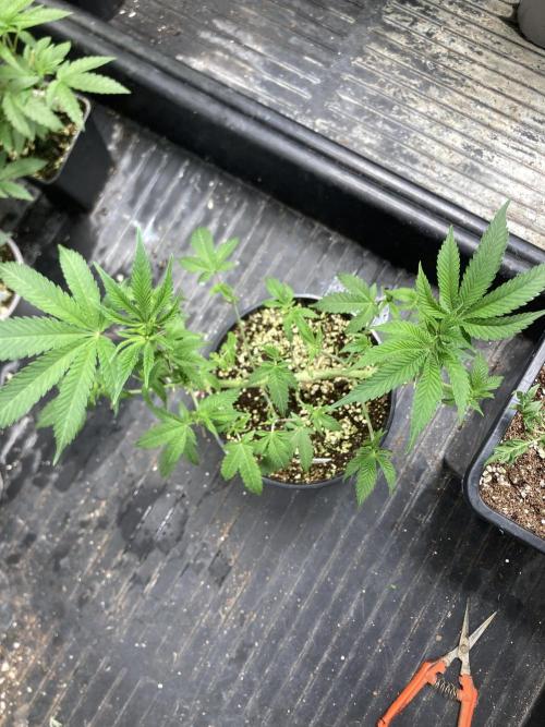Do-lato V2 (In House Genetics). Week 11