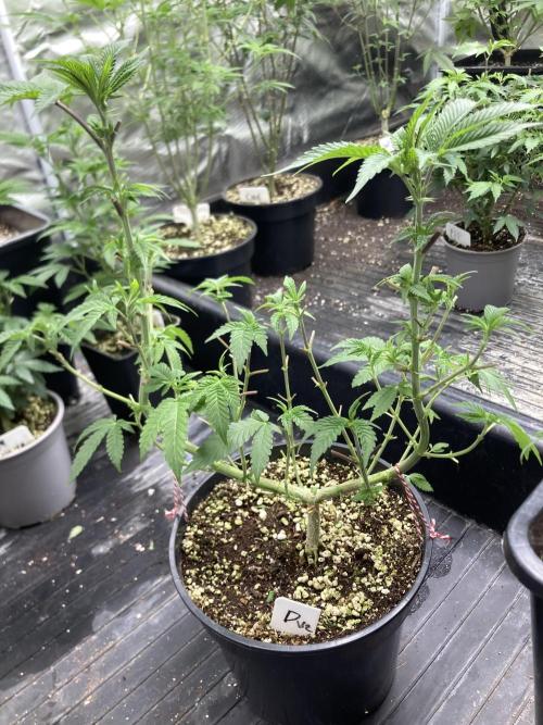 Do-lato V2 (In House Genetics). Week 11