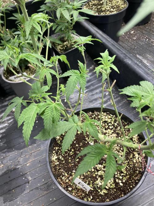 Do-lato V2 (In House Genetics). Week 11