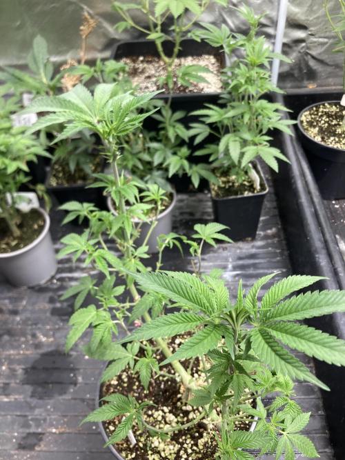 Do-lato V2 (In House Genetics). Week 11
