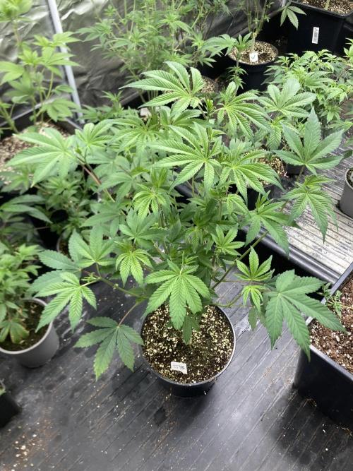 Jelly Breath S1 (In House Genetics). Week 11