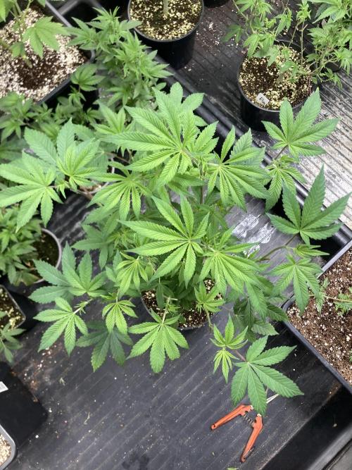 Jelly Breath S1 (In House Genetics). Week 11