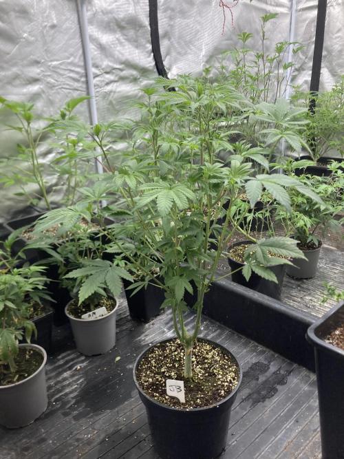 Jelly Breath S1 (In House Genetics). Week 11