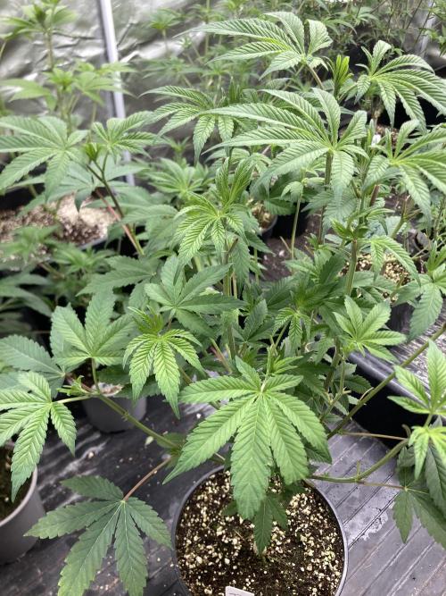 Jelly Breath S1 (In House Genetics). Week 11