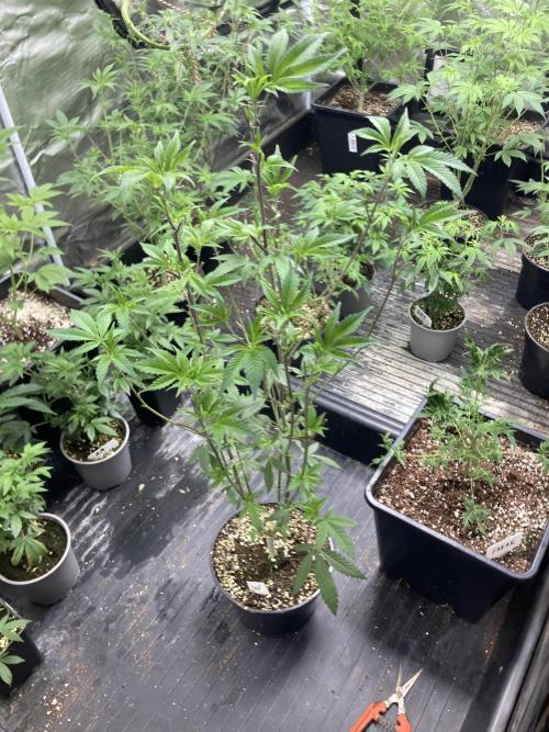 Windu (Wizard Trees). Week 11