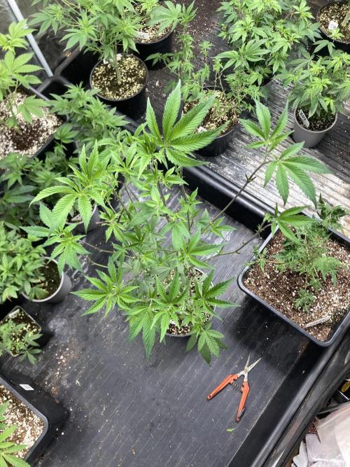 Windu (Wizard Trees). Week 11