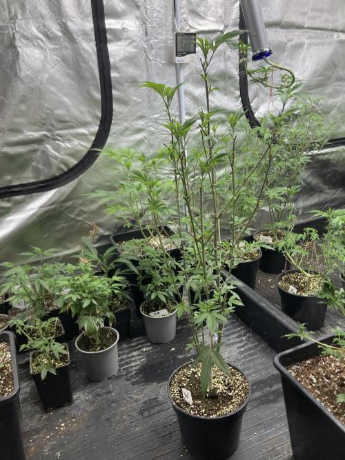 Windu (Wizard Trees). Week 11