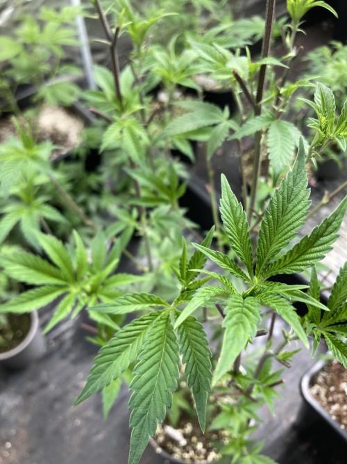 Windu (Wizard Trees). Week 11