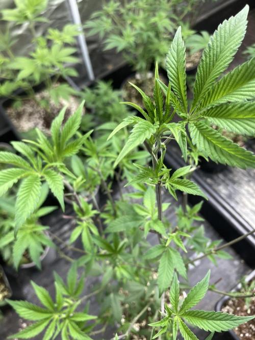 Windu (Wizard Trees). Week 11