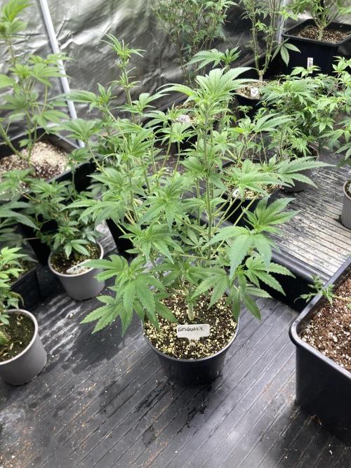 GasQuake (In House Genetics). Week 11