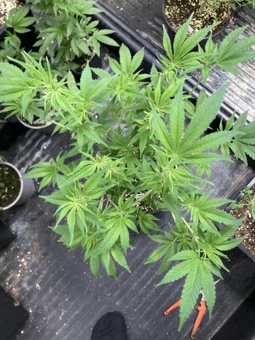 GasQuake (In House Genetics). Week 11