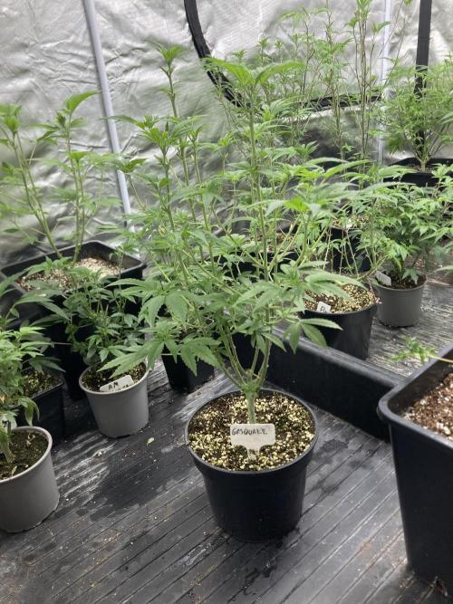 GasQuake (In House Genetics). Week 11