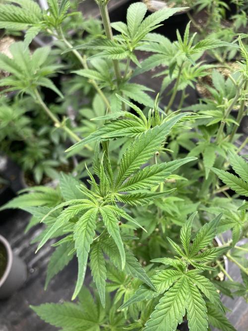 GasQuake (In House Genetics). Week 11