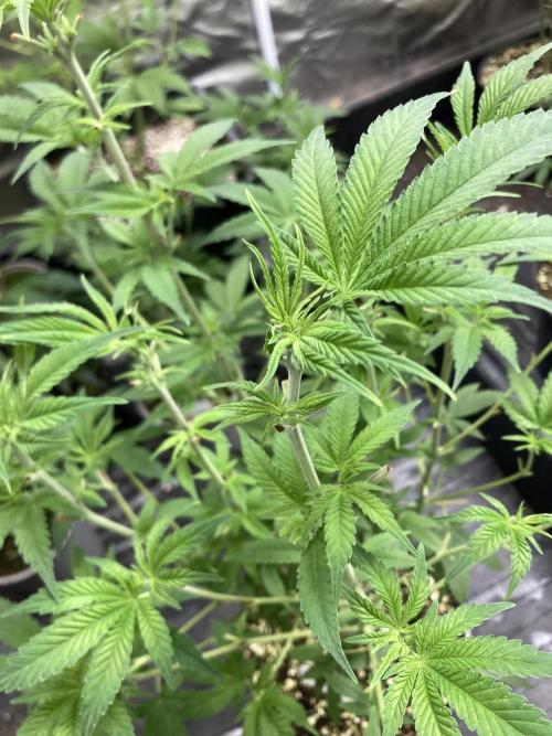 GasQuake (In House Genetics). Week 11