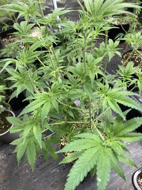 GasQuake (In House Genetics). Week 11