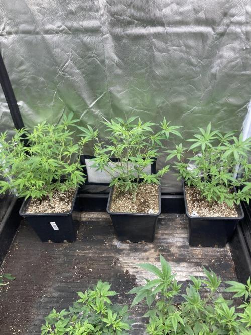White Rhino (Green House Seeds). Week 11
