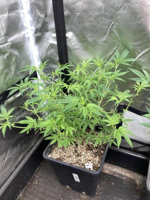 White Rhino (Green House Seeds). Week 11